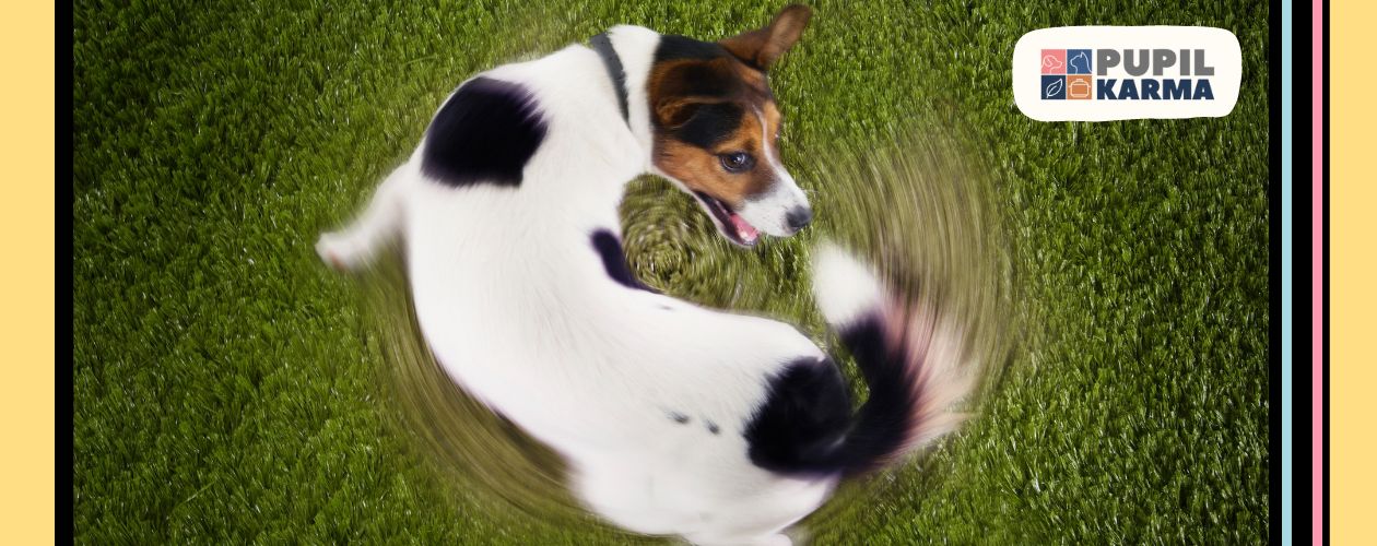 Zdjęcie z góry psa biegającego za swoim merdającym ogonem. Widać wyrażny ruch ogona. Paski kolorowe po bokach i logotyp pupilkarma.